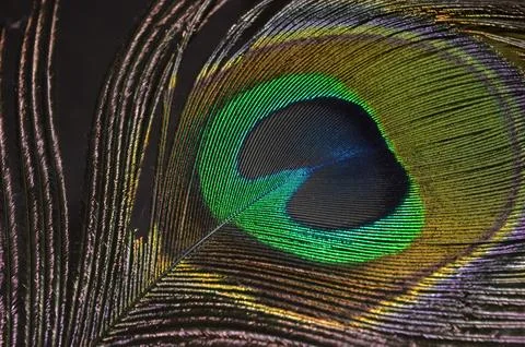 Peacock feather pattern background Stock Photos