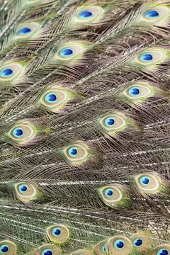 Peacock feather pattern, bird wings background 库存照片
