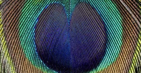 Peacock feather pattern, close up animal texture background Stock Photos