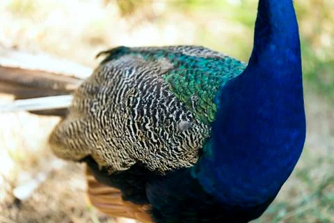Peacock feather pattern close up shot. 스톡 사진