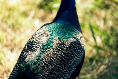 Peacock feather pattern close up shot. 스톡 사진