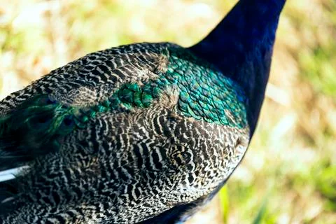 Peacock feather pattern close up shot. 스톡 사진