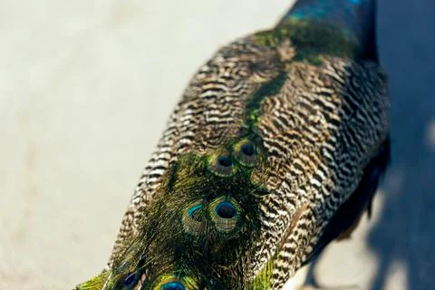 Peacock feather pattern close up shot. 스톡 사진