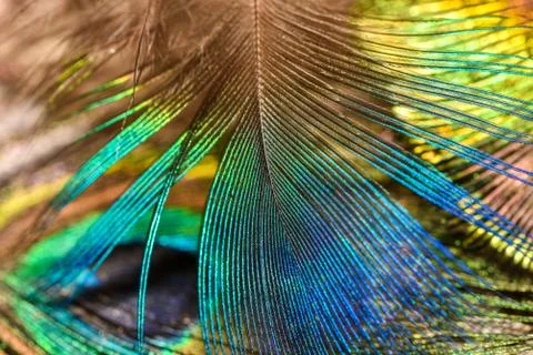 Peacock feather pattern macro Peacock feathers closeup Bright colors. Stock Photos