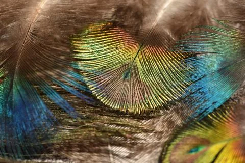 Peacock feather pattern macro Peacock feathers closeup Bright colors. Stock Photos