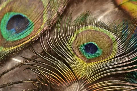 Peacock feather pattern macro Peacock feathers closeup Bright colors. Stock Photos
