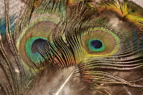 Peacock feather pattern macro Peacock feathers closeup Bright colors. Stock Photos