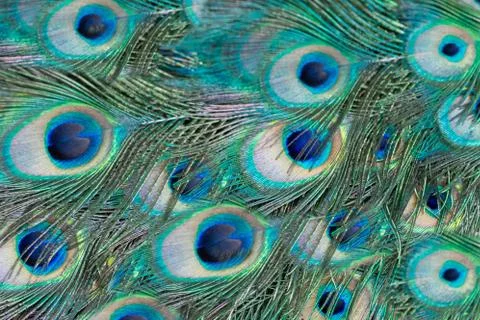 Peacock feather pattern texture background. Blue peacock feathers in closeup Stock Photos
