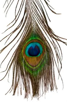 Peacock Feather Stock Photos