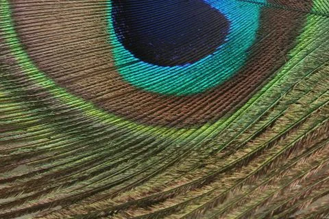 Peacock feather Stock Photos