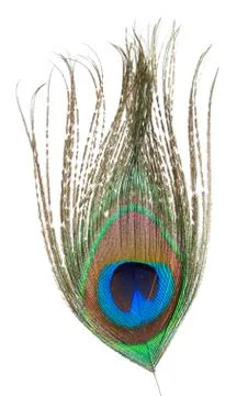 Peacock feather Stock Photos