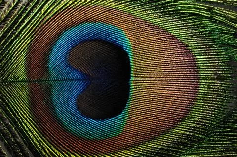 Peacock feather Stock Photos