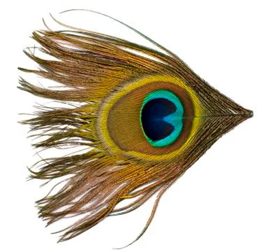 Peacock feather Stock-Fotos