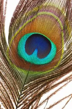Peacock feather Foto stock