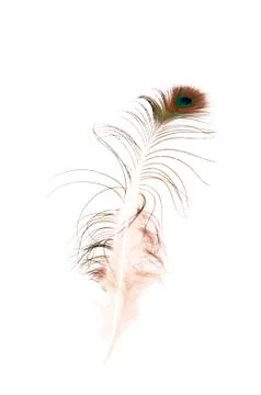 Peacock feather 写真素材