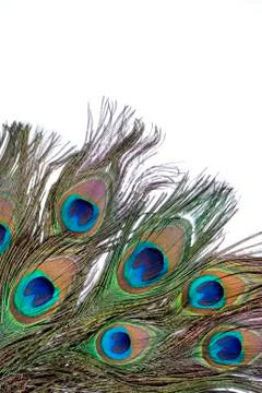 Peacock feather Stock Photos