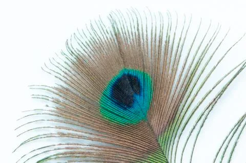 Peacock feather 写真素材