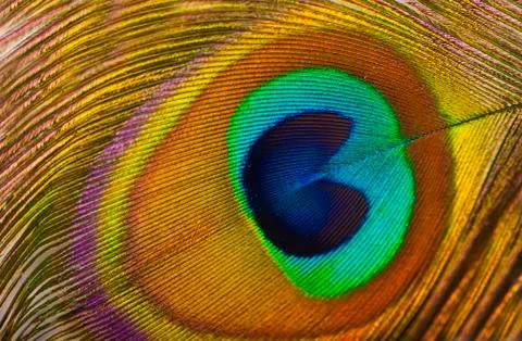 Peacock feather Foto stock