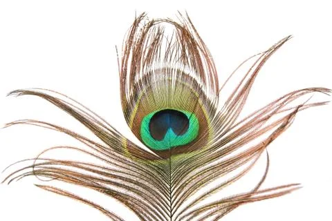 Peacock feather Foto stock