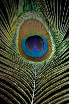Peacock feather Foto stock