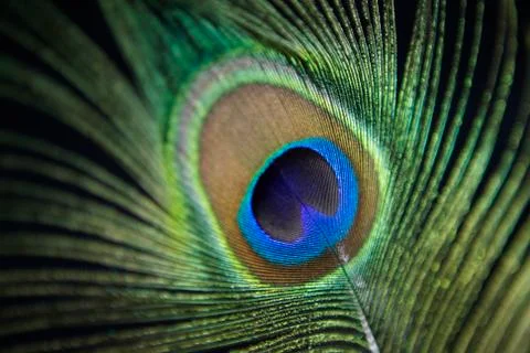 Peacock feather Fotos Stock
