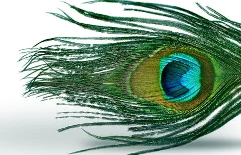 Peacock feather Stock Photos