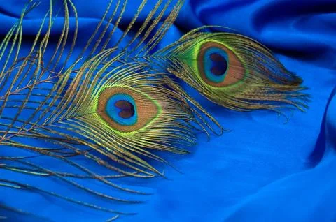 Peacock feather Stock Photos