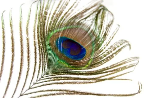 Peacock feather Stock Photos