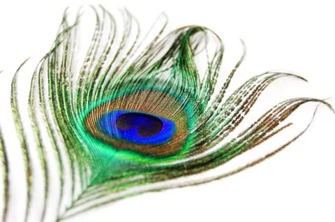 Peacock feather Stock Photos