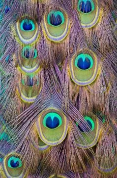 Peacock feather Stock Photos