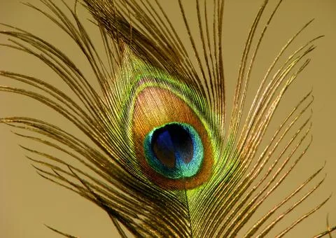 Peacock Feather Stock Photos