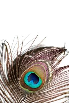 Peacock Feather Stock Photos