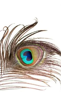 Peacock Feather Stock Photos