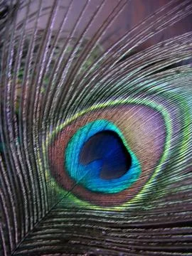 Peacock feather Stock Photos