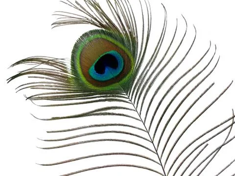 Peacock feather. Stock Photos