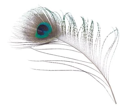 Peacock feather Stock Photos