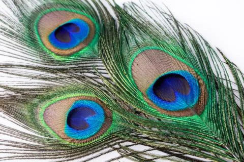 Peacock feather Stock Photos