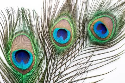 Peacock feather Stock Photos