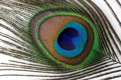 Peacock feather Stock Photos