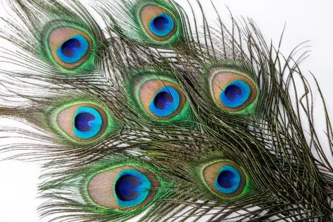 Peacock feather Stock Photos