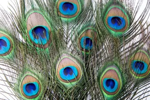 Peacock feather Stock Photos