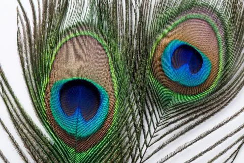 Peacock feather Stock Photos
