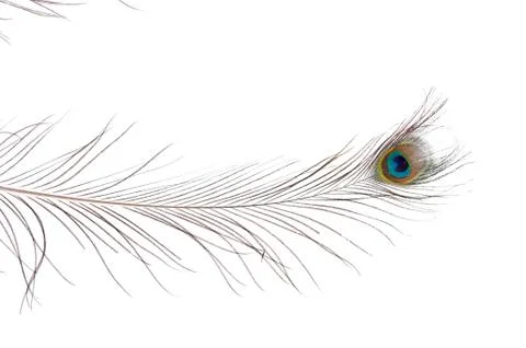 Peacock feather Stock Photos