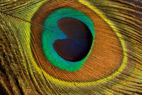 Peacock feather Фото