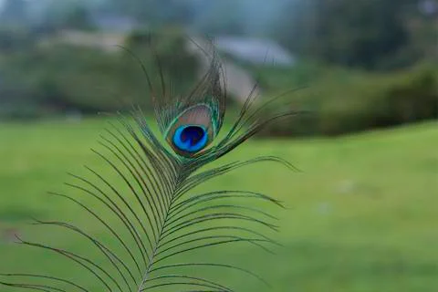 Peacock Feather 写真素材