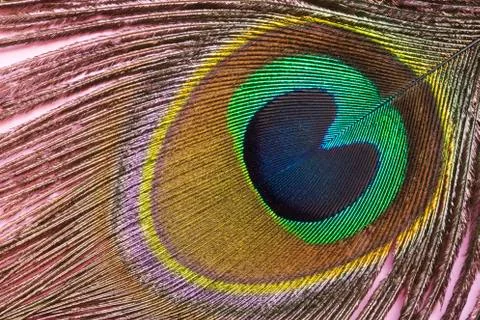 Peacock feather 스톡 사진