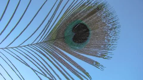Peacock feather Stock Photos