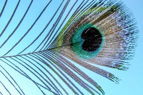 Peacock feather Stock Photos