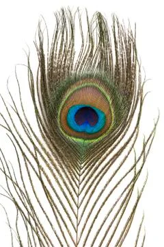Peacock Feather Stock Photos