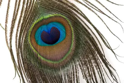 Peacock Feather Stock Photos